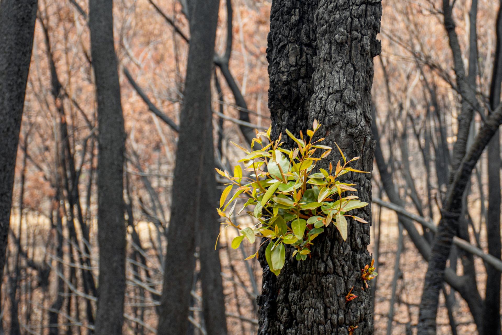 What to do after a bushfire Image
