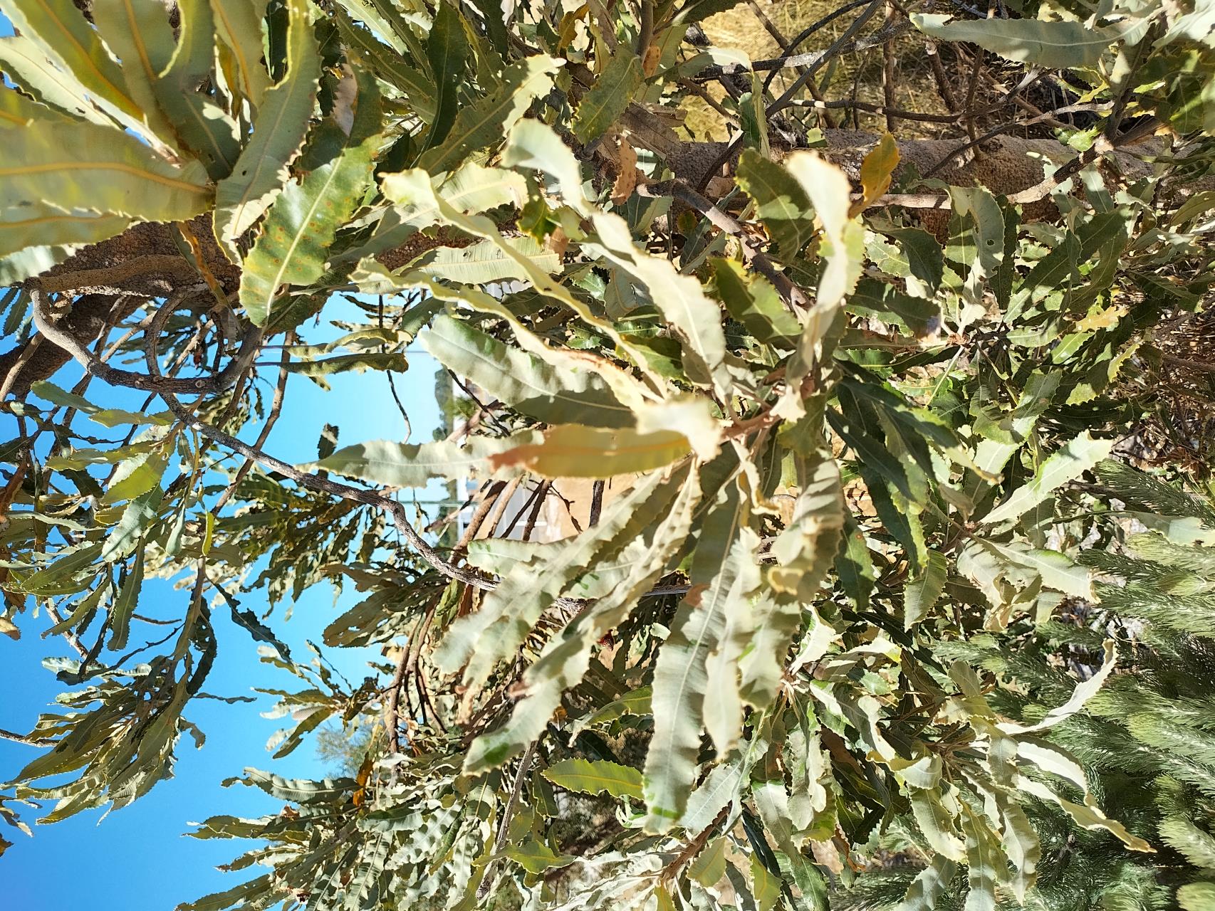 Choosing a tree Image