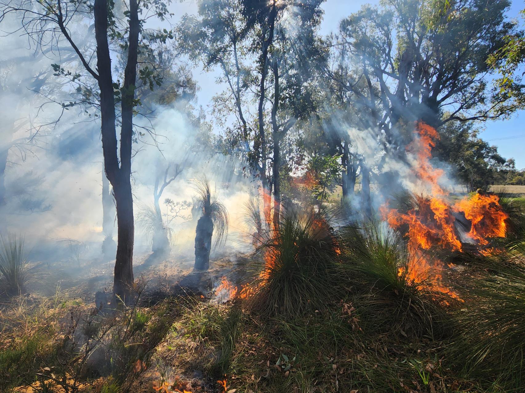 Horses in Emergencies Image