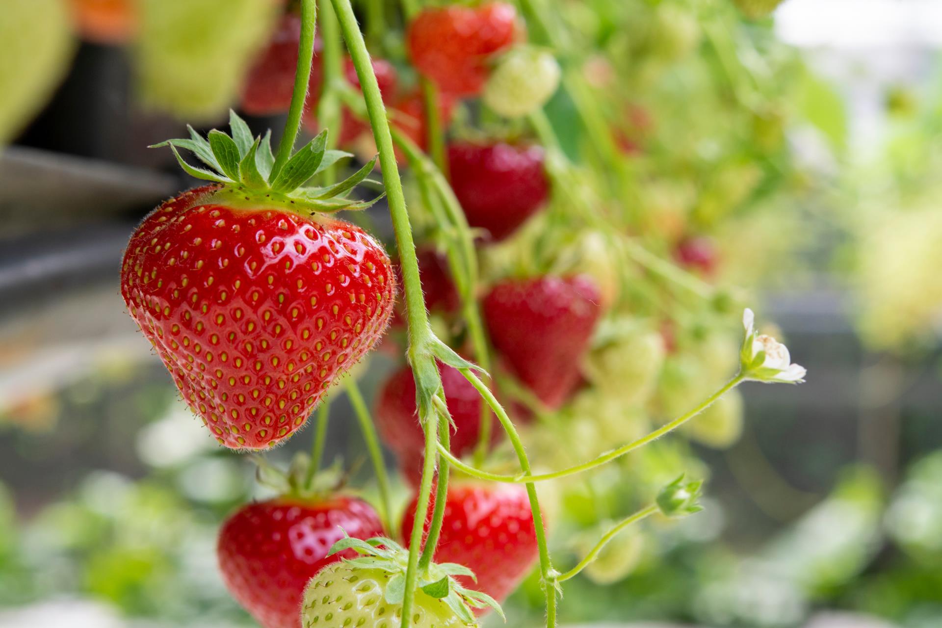 strawberries ripe on the plant