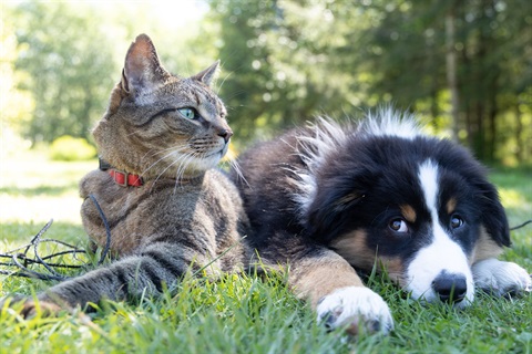 Pay an animal registration or renewal Image