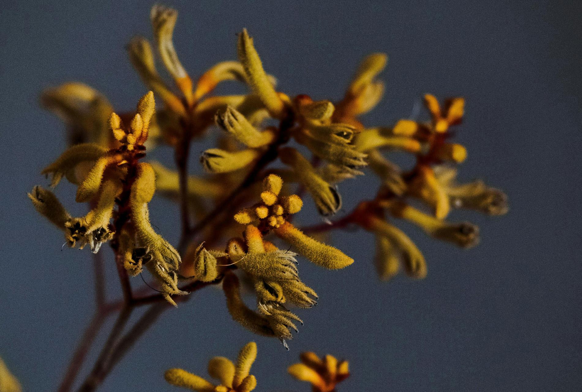 Recommended Plants for Local Gardens Image