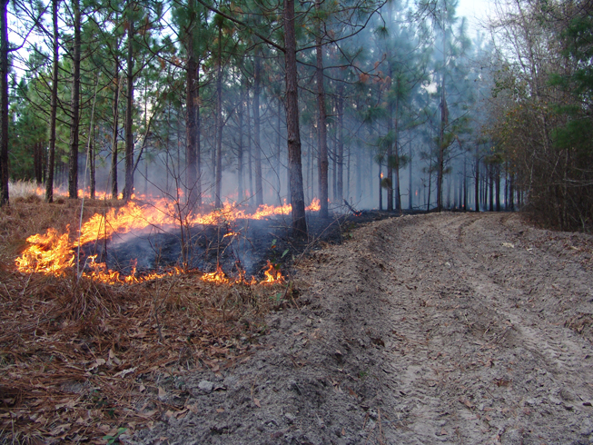 Firebreaks and Fire Control Image