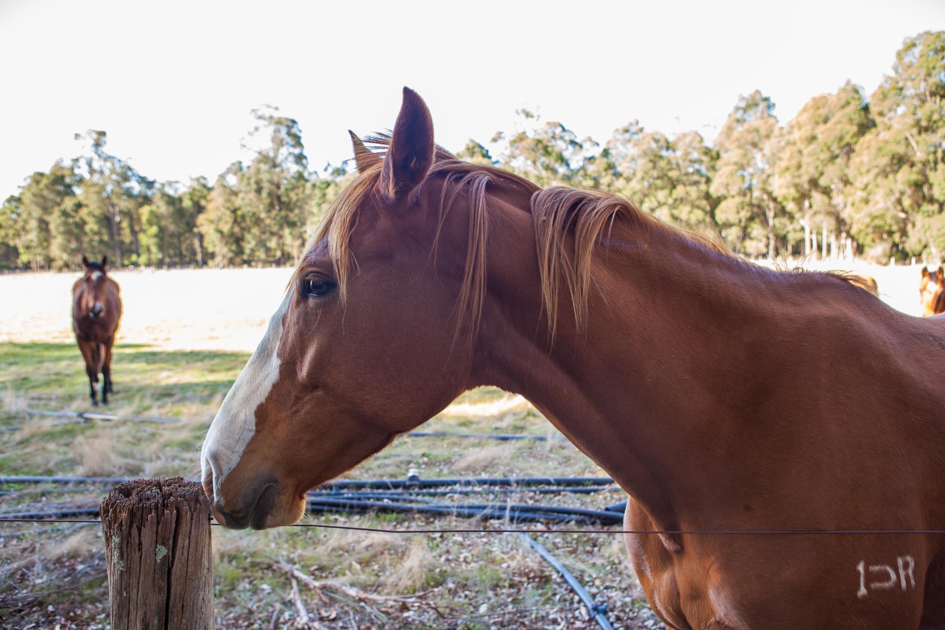 Horse Trails Image