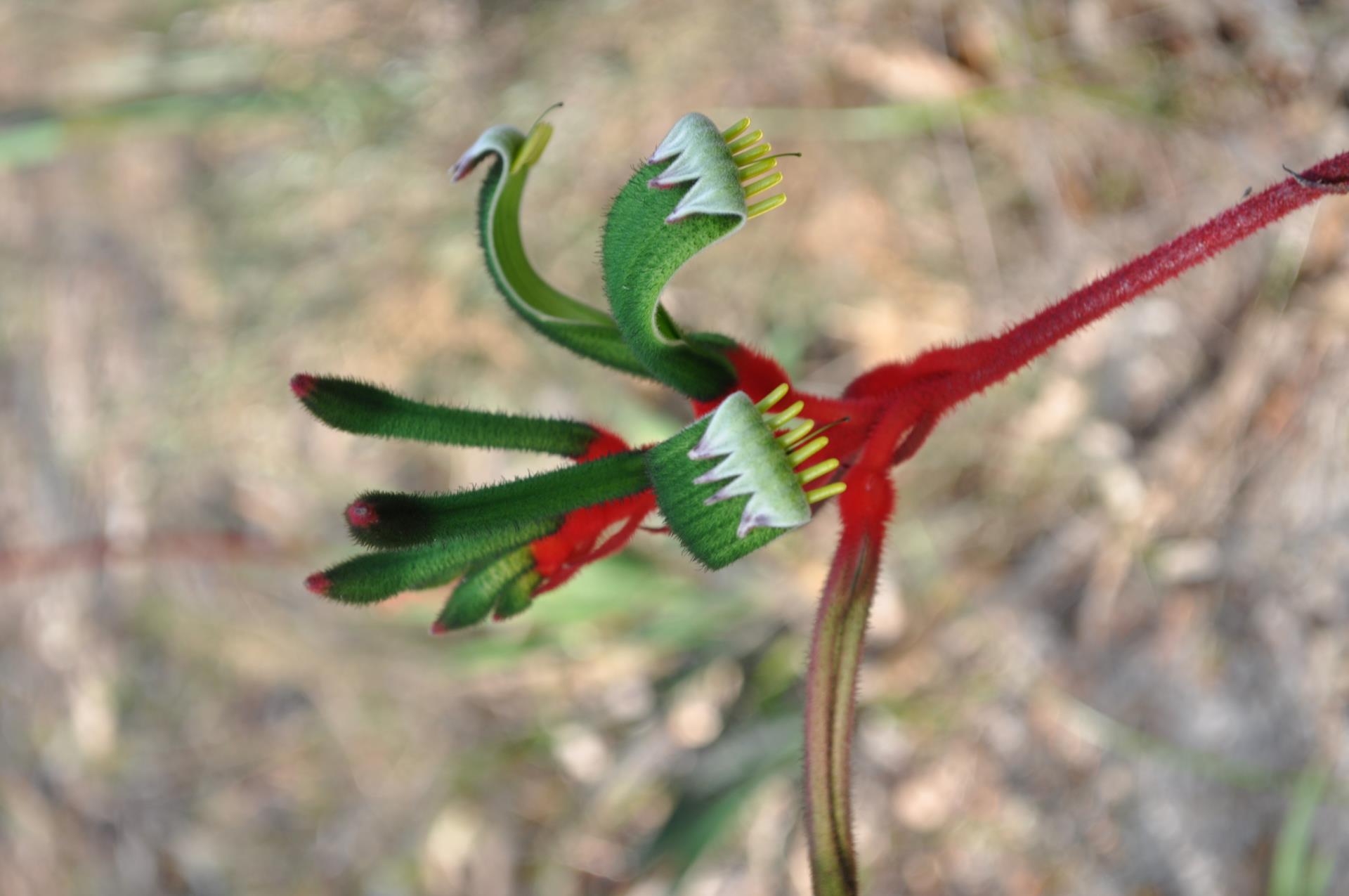 Jandakot Regional Park and Modong Reserve Image