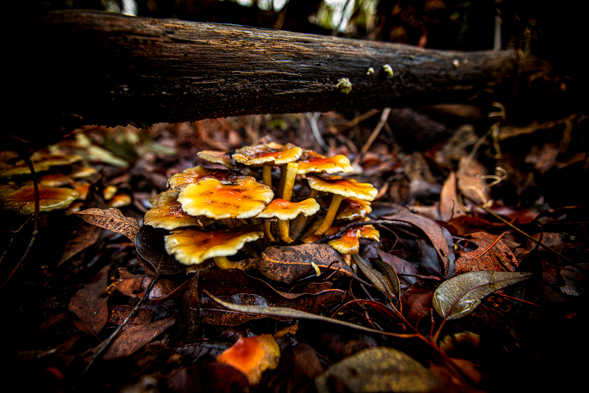 Serpentine National Park Image
