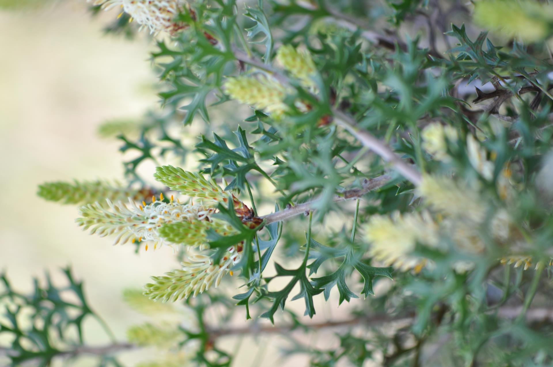 Oakford Reserve Image