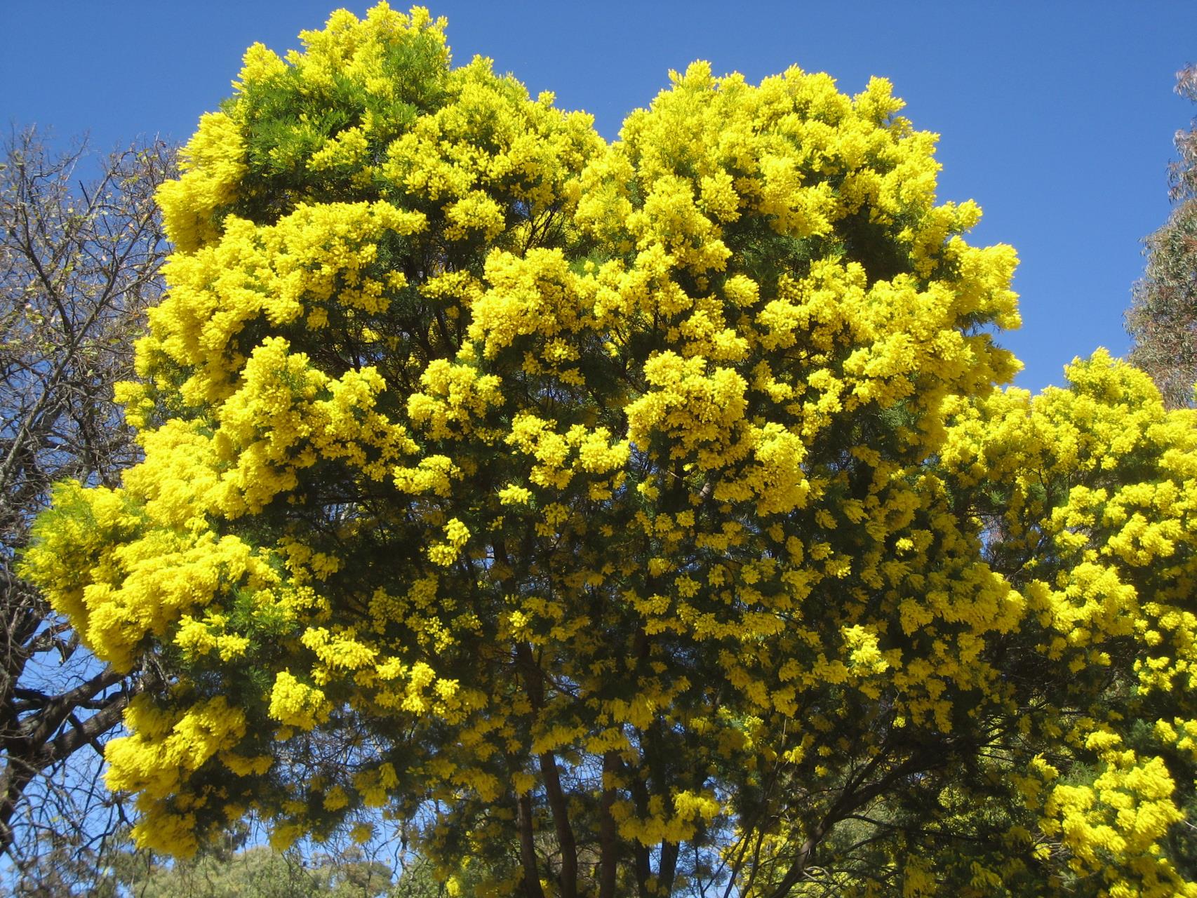 Recommended Plants for Local Gardens Image