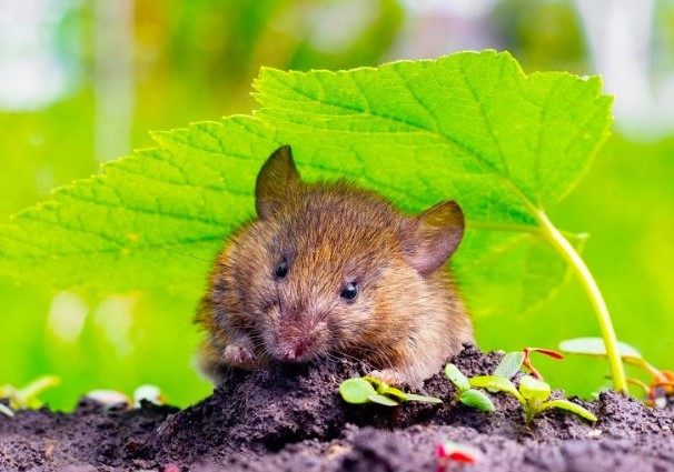 Pests Image