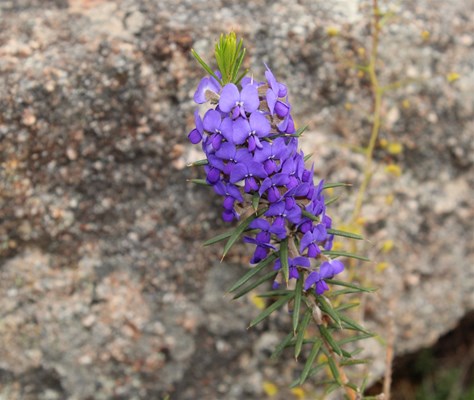 View Serpentine National Park Wildflowers