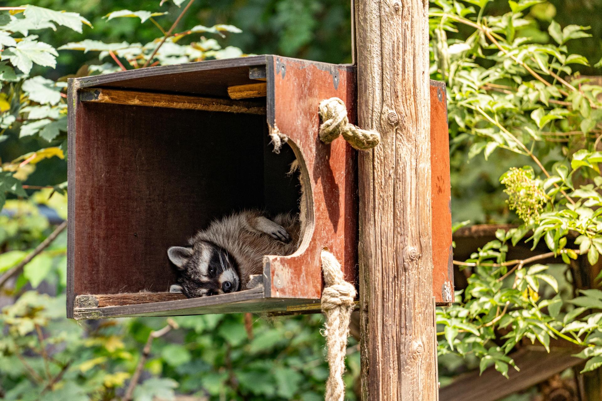 Animal Nest Box Building - School Holiday Program - SOLD OUT