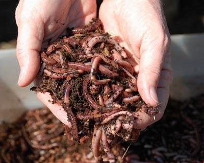 SJ Worm Farming Workshop