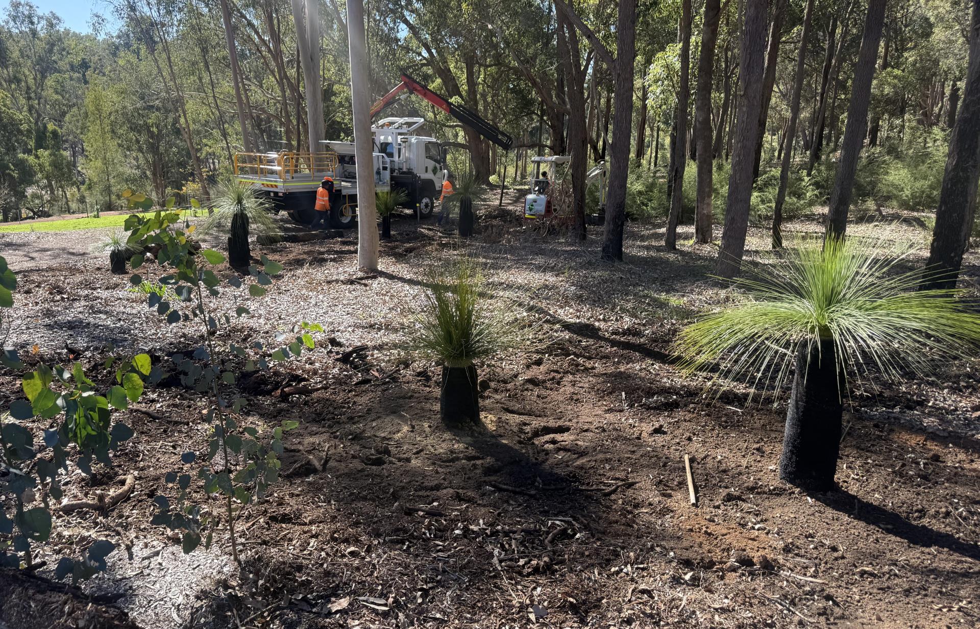 Grass trees return home to Jarrahdale