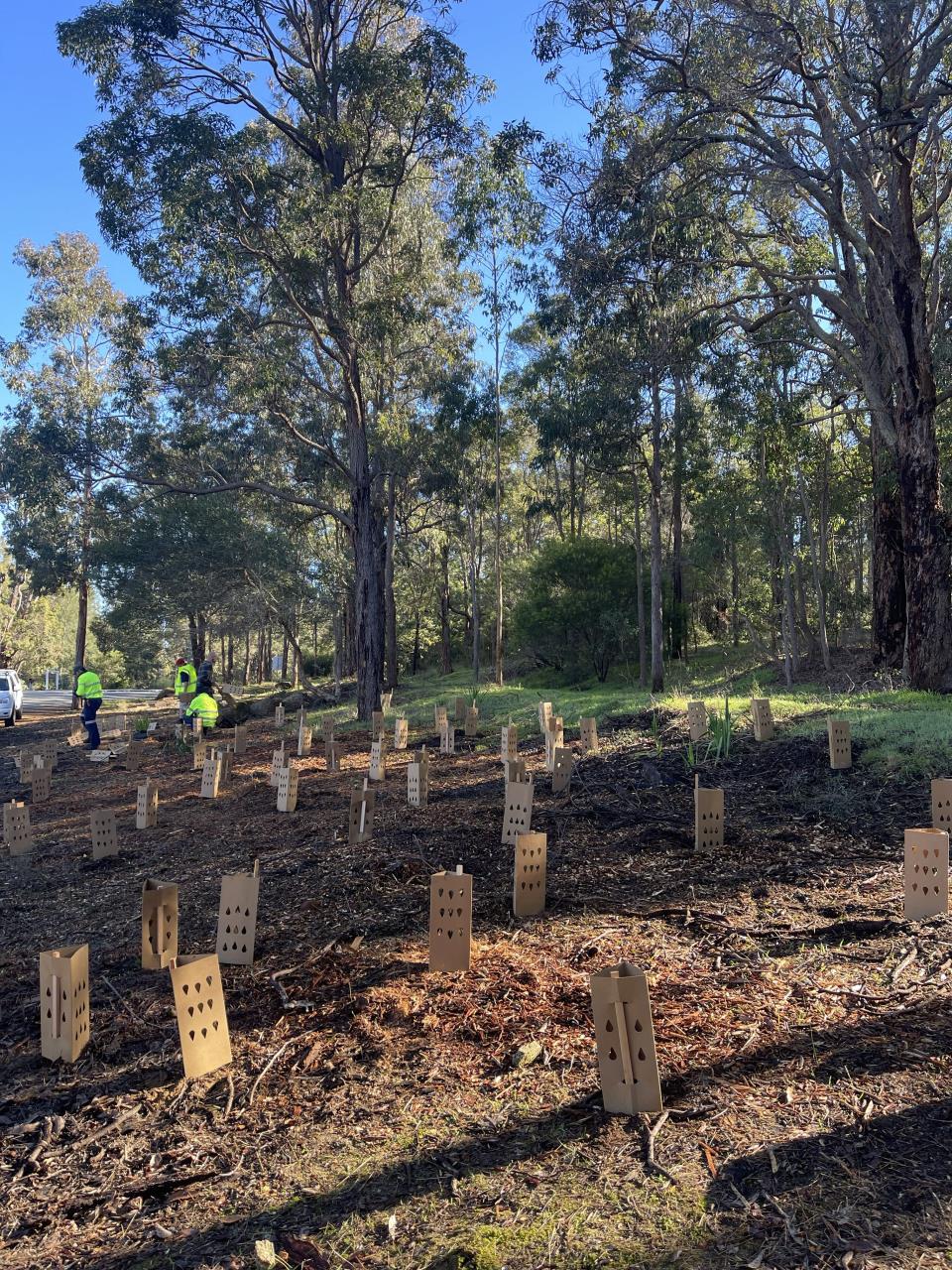 Gooralong Brook Bridge reveg gives greener welcome to Jarrahdale