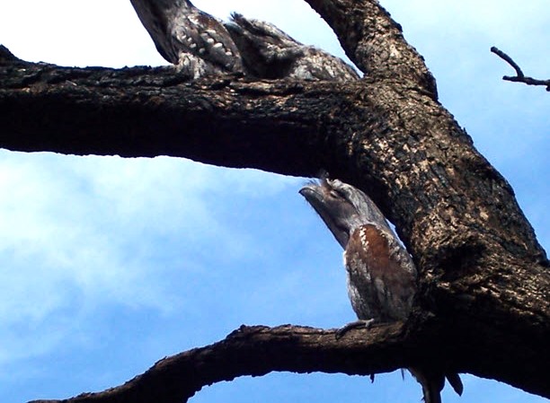 Shire takes action to protect local birdlife from harmful pest poison