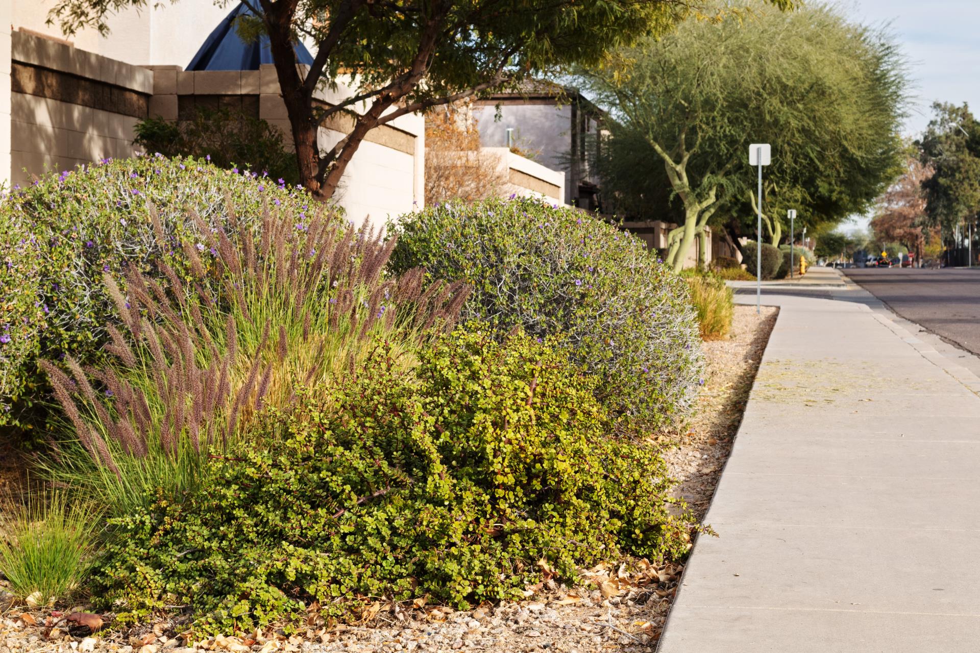 A Growing Success: Free Verge Plants Sprout Again in SJ