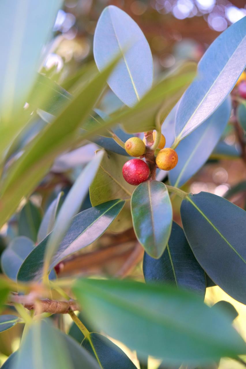 Perth Bushfood Plants