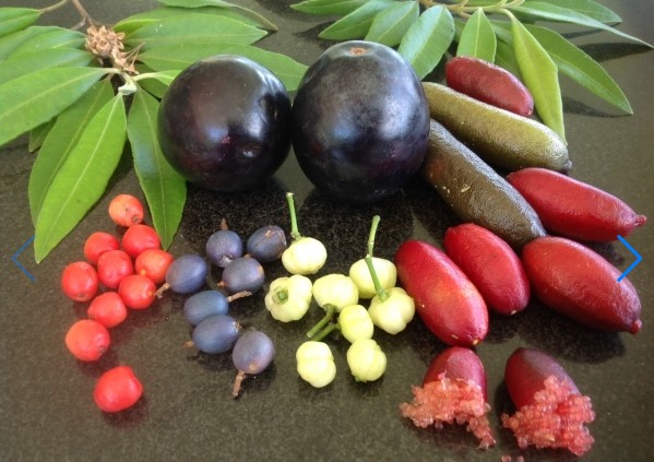 Perth Bushfood Plants