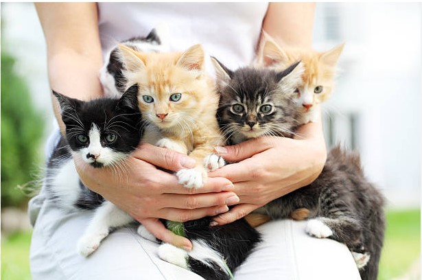 Kitten Cuddles & Activites