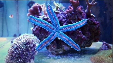 Critters Up Close - Mini Aquatics - July Holidays