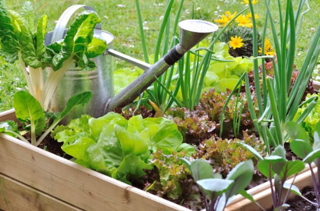 Vegetable Gardening for Beginners