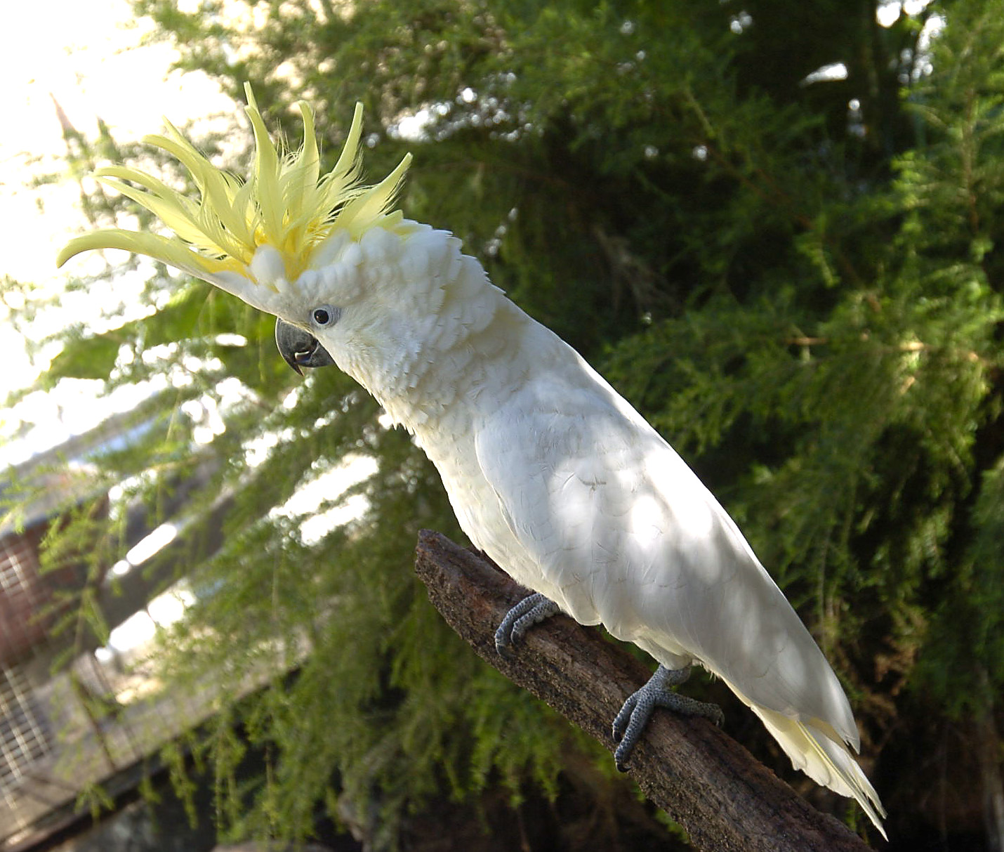 SJ residents asked to report sulphur-crested cockatoo sightings