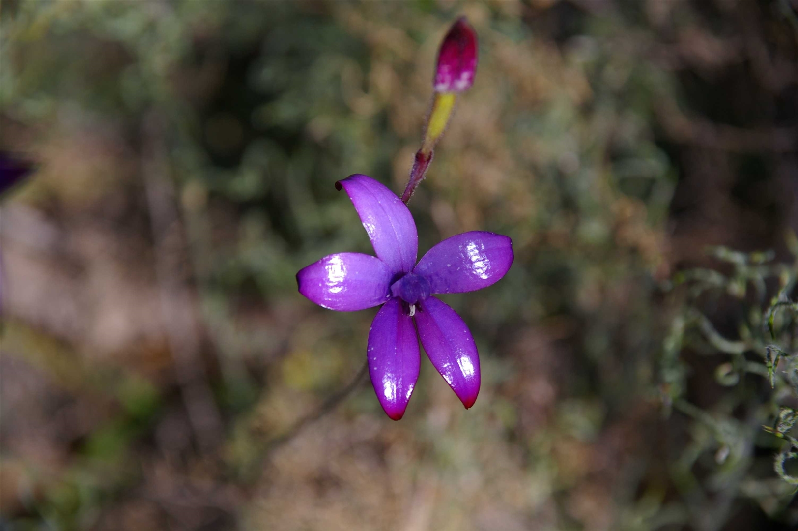 Media Library - Purple Enamel Orchid