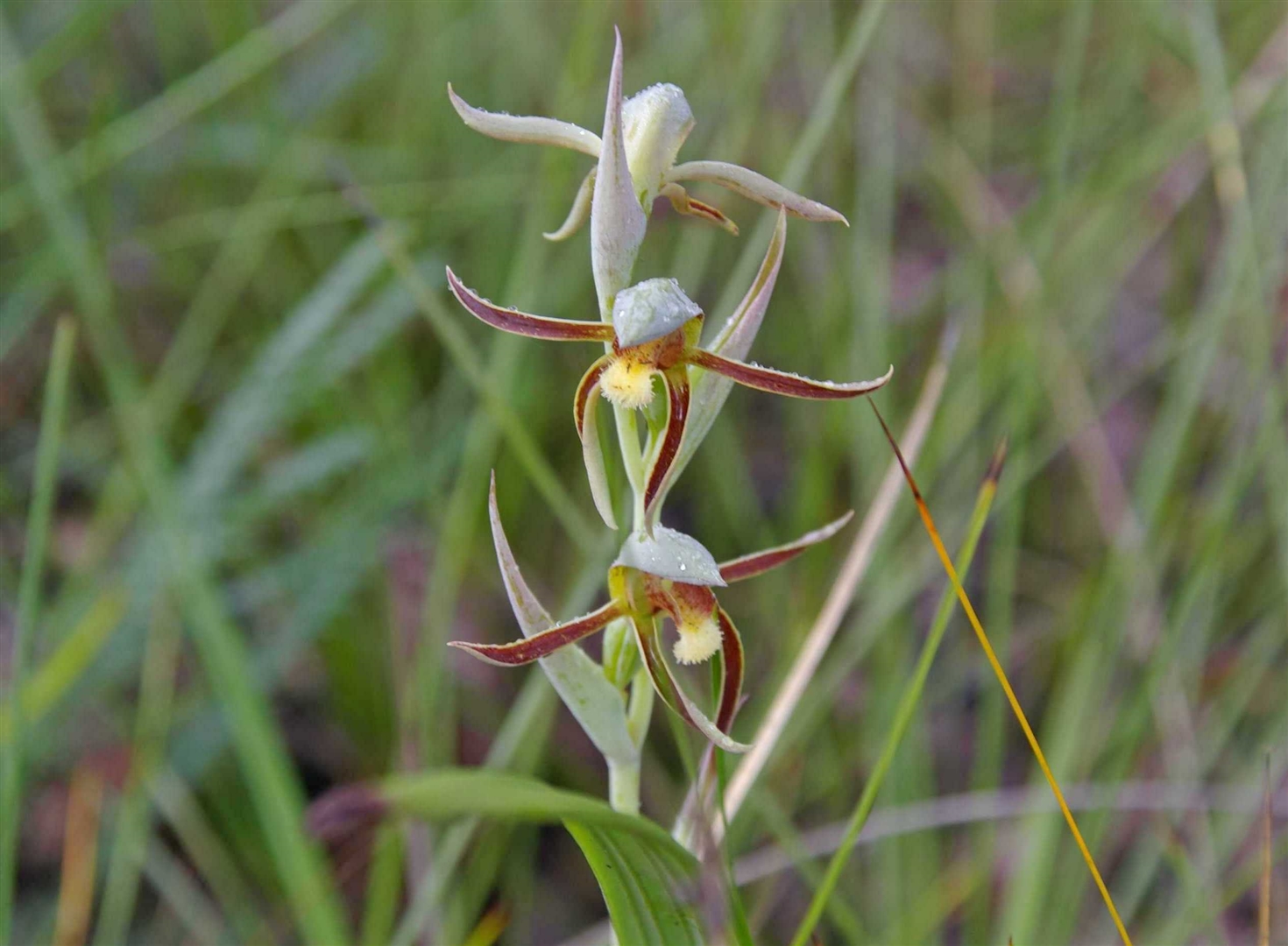 Rattle Beak Orchid
